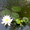 Кувшинка - водяная лилия, нимфея - <ro>Изображение</ro><ru>Изображение</ru> #1, <ru>Объявление</ru> #304915