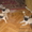 Очаровальные щенки мопса - <ro>Изображение</ro><ru>Изображение</ru> #2, <ru>Объявление</ru> #280559