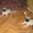 Очаровальные щенки мопса - <ro>Изображение</ro><ru>Изображение</ru> #3, <ru>Объявление</ru> #280559