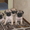 Очаровальные щенки мопса - <ro>Изображение</ro><ru>Изображение</ru> #1, <ru>Объявление</ru> #280559