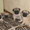 Очаровальные щенки мопса - <ro>Изображение</ro><ru>Изображение</ru> #5, <ru>Объявление</ru> #280559