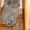 Шотланские котята продаются! - <ro>Изображение</ro><ru>Изображение</ru> #1, <ru>Объявление</ru> #316653