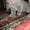 Шотланские котята продаются! - <ro>Изображение</ro><ru>Изображение</ru> #2, <ru>Объявление</ru> #316653