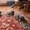 Шотланские котята продаются! - <ro>Изображение</ro><ru>Изображение</ru> #3, <ru>Объявление</ru> #316653