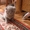 Шотланские котята продаются! - <ro>Изображение</ro><ru>Изображение</ru> #4, <ru>Объявление</ru> #316653