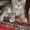Шотланские котята продаются! - <ro>Изображение</ro><ru>Изображение</ru> #8, <ru>Объявление</ru> #316653
