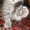 Шотланские котята продаются! - <ro>Изображение</ro><ru>Изображение</ru> #9, <ru>Объявление</ru> #316653