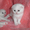 котята скоттиш фолд - <ro>Изображение</ro><ru>Изображение</ru> #3, <ru>Объявление</ru> #400207