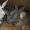 Продажа кроликов породы Фландер