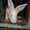 Продажа кроликов породы Фландер - <ro>Изображение</ro><ru>Изображение</ru> #3, <ru>Объявление</ru> #478777