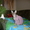 Продажа котят донского сфинкса - <ro>Изображение</ro><ru>Изображение</ru> #5, <ru>Объявление</ru> #493608