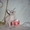 Продажа котят донского сфинкса - <ro>Изображение</ro><ru>Изображение</ru> #2, <ru>Объявление</ru> #493608
