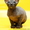 Котята донского сфинкса из питомника #537621