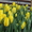 Тюльпаны оптом к 8 марта - <ro>Изображение</ro><ru>Изображение</ru> #2, <ru>Объявление</ru> #534979