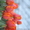Тюльпаны оптом к 8 марта - <ro>Изображение</ro><ru>Изображение</ru> #1, <ru>Объявление</ru> #534979