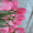 Тюльпаны оптом к 8 марта #534979