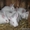 кролики мясных и элитно-меховых пород #594674