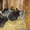 кролики мясных и элитно-меховых пород - <ro>Изображение</ro><ru>Изображение</ru> #2, <ru>Объявление</ru> #594674