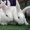 кролики мясных и элитно-меховых пород - <ro>Изображение</ro><ru>Изображение</ru> #5, <ru>Объявление</ru> #594674