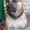 Чистокровные щенки американского пит-бультерьера   - <ro>Изображение</ro><ru>Изображение</ru> #2, <ru>Объявление</ru> #589260