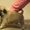продам породистых щенков мопса - <ro>Изображение</ro><ru>Изображение</ru> #1, <ru>Объявление</ru> #561629