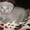 Продам шотландских вислоухих котят #627572
