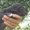 немецкий дог щенки мраморного и черного окраса - <ro>Изображение</ro><ru>Изображение</ru> #4, <ru>Объявление</ru> #711013