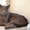 Шотландский прямоухий котик предлагается для вязки #733887