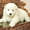 Предлагаются щенки саоедской собаки хороших кровей от родителей-чемпионов - <ro>Изображение</ro><ru>Изображение</ru> #3, <ru>Объявление</ru> #828682