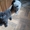 шотландские котята редких окрасов - <ro>Изображение</ro><ru>Изображение</ru> #3, <ru>Объявление</ru> #893741