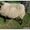 овцы романовской породы - <ro>Изображение</ro><ru>Изображение</ru> #3, <ru>Объявление</ru> #742735