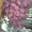 Саженцы и черенки винограда по самым низким ценам. - <ro>Изображение</ro><ru>Изображение</ru> #2, <ru>Объявление</ru> #1014283
