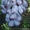 Саженцы и черенки винограда по самым низким ценам. - <ro>Изображение</ro><ru>Изображение</ru> #5, <ru>Объявление</ru> #1014283