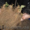 САЖЕНЦЫ FRIGO клубники Альбион Монтерей - <ro>Изображение</ro><ru>Изображение</ru> #9, <ru>Объявление</ru> #1054053