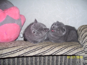 Шотландские и британские котята. - <ro>Изображение</ro><ru>Изображение</ru> #1, <ru>Объявление</ru> #6275