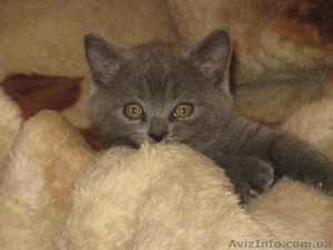 Продам шотландских прямоухих котят - <ro>Изображение</ro><ru>Изображение</ru> #2, <ru>Объявление</ru> #25966