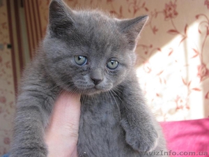 Продам шотландских прямоухих котят - <ro>Изображение</ro><ru>Изображение</ru> #1, <ru>Объявление</ru> #25966