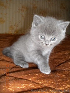Британцы котята - <ro>Изображение</ro><ru>Изображение</ru> #2, <ru>Объявление</ru> #43268