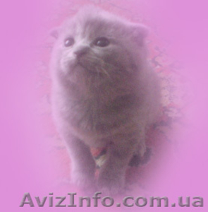 Шикарные котята Скоттиш фолд и страйт - <ro>Изображение</ro><ru>Изображение</ru> #4, <ru>Объявление</ru> #127961