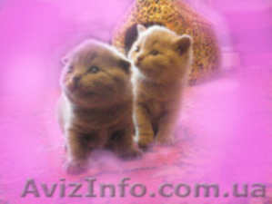 Шикарные котята Скоттиш фолд и страйт - <ro>Изображение</ro><ru>Изображение</ru> #5, <ru>Объявление</ru> #127961