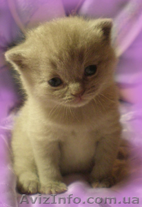 Шикарные котята Скоттиш фолд и страйт - <ro>Изображение</ro><ru>Изображение</ru> #1, <ru>Объявление</ru> #127961