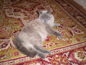 вязка британского кота - <ro>Изображение</ro><ru>Изображение</ru> #1, <ru>Объявление</ru> #146002