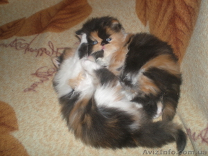 Продаются персидские котята экстремального типа - <ro>Изображение</ro><ru>Изображение</ru> #1, <ru>Объявление</ru> #154653