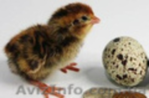 инкубационное яйцо перепелов - <ro>Изображение</ro><ru>Изображение</ru> #1, <ru>Объявление</ru> #146477
