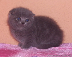 Срочно! Шотландские и британские котята