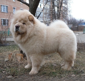 Подрощенный щенок чау-чау