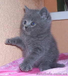 Шотландский прямоухий котик