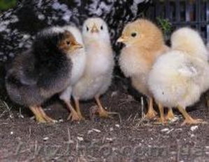 цыплята кур-несушек суточного возраста - <ro>Изображение</ro><ru>Изображение</ru> #1, <ru>Объявление</ru> #236693