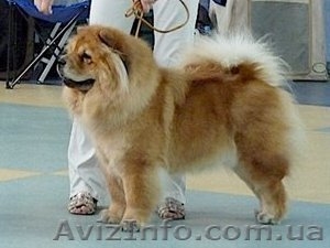 Подрощенный кобельчау-чау