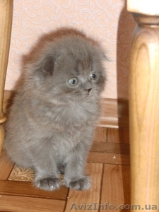 Шотланские котята продаются! - <ro>Изображение</ro><ru>Изображение</ru> #1, <ru>Объявление</ru> #316653